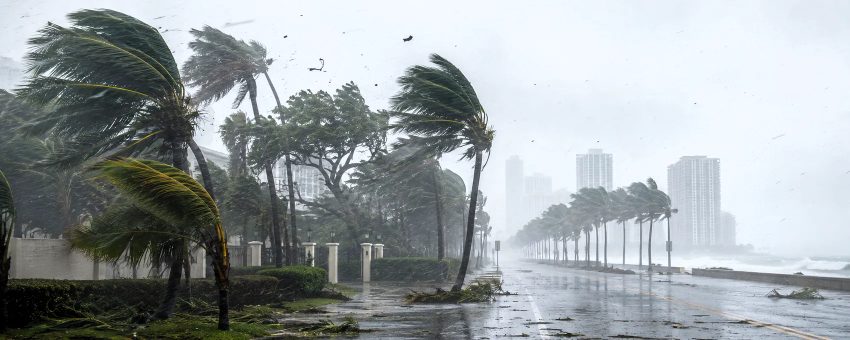 Palm trees bending in severe hurricane winds near coastal buildings