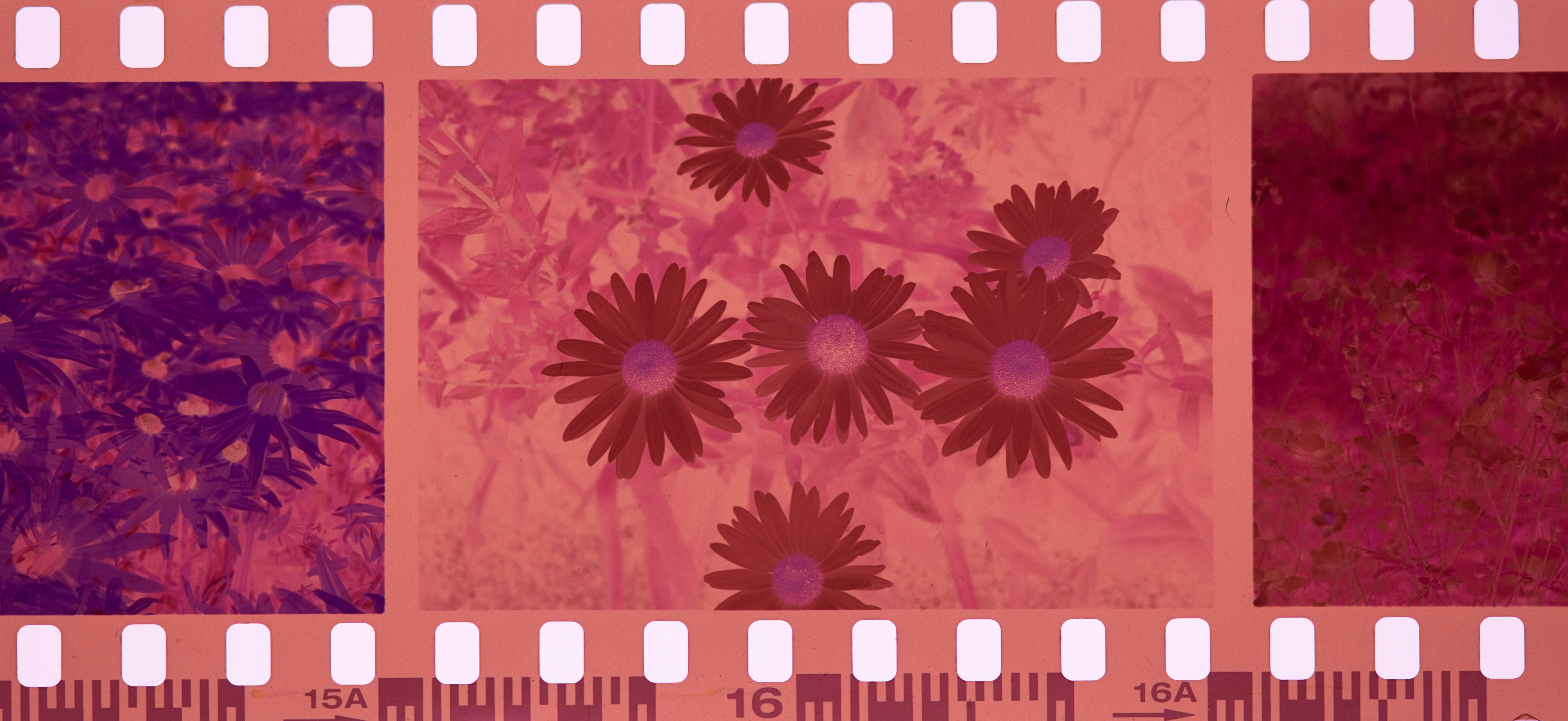 Pretty 35mm negatives